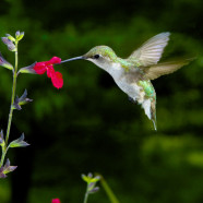 Time to seed the lawn